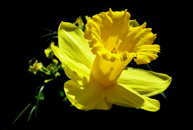 点击大图看下一张：盛开的黄色水仙花图片