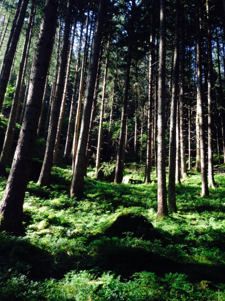 点击大图看下一张：森林里笔直生长的树木图片