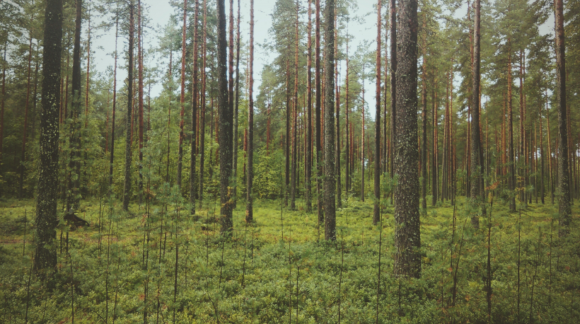 点击大图看下一张：森林里笔直生长的树木图片