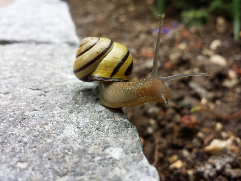 点击大图看下一张：背着壳缓慢爬行的蜗牛图片