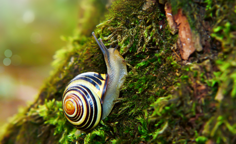 点击大图看下一张：背着壳缓慢爬行的蜗牛图片