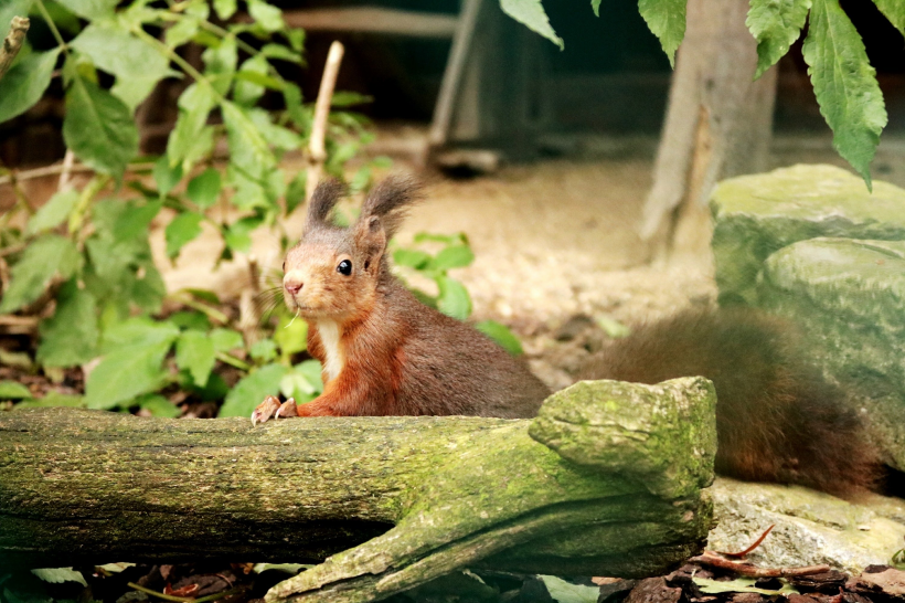 点击大图看下一张：惹人喜爱的红褐色小松鼠图片