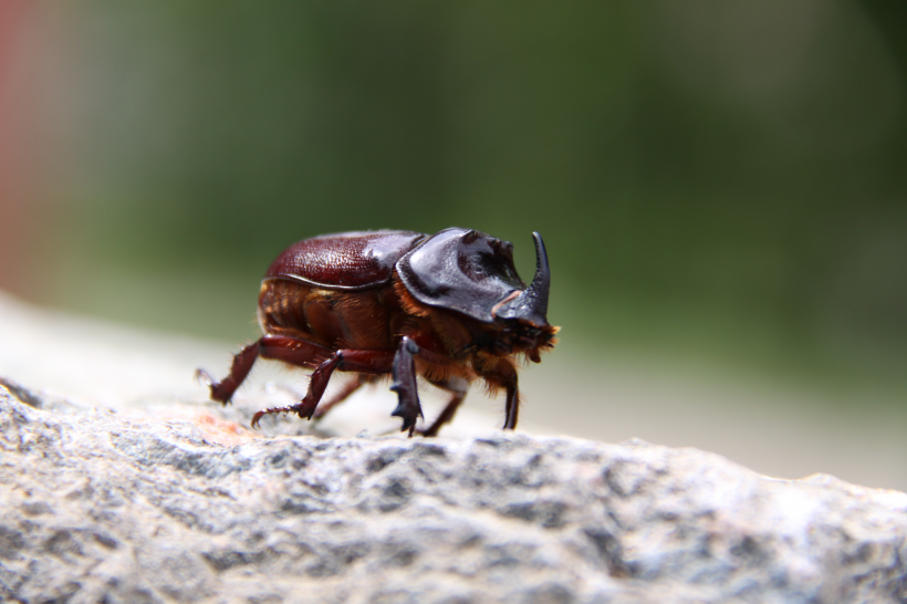 点击大图看下一张：尖角上突的犀牛甲虫图片