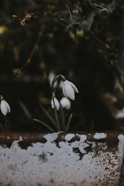 点击大图看下一张：花叶繁茂的雪滴花图片