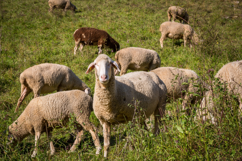 点击大图看下一张：牧场里的羊群图片