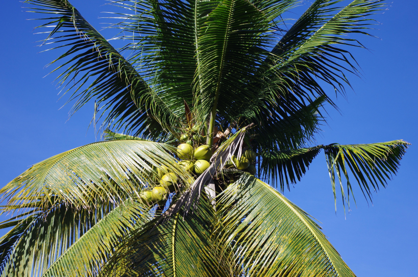 点击大图看下一张：椰树上的椰子图片
