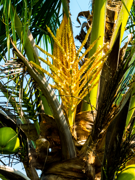 点击大图看下一张：椰树上的椰子图片
