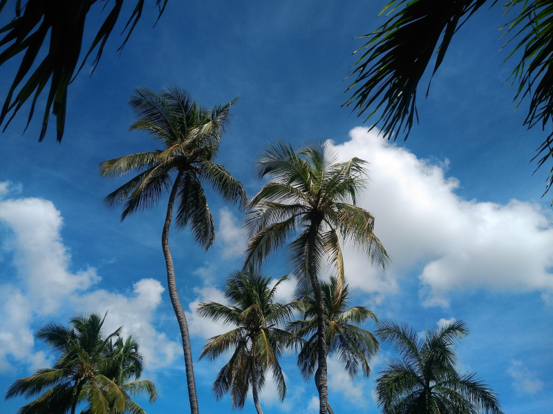 点击大图看下一张：热带椰子树图片