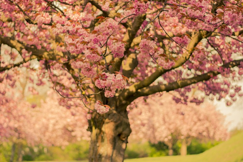 点击大图看下一张：粉嫩娇艳的樱花图片