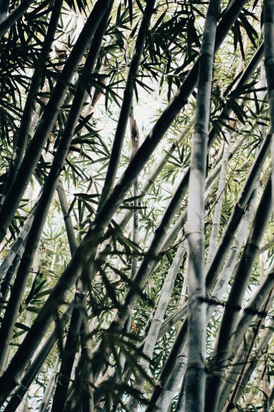 点击大图看下一张：苍翠挺拔的竹子图片