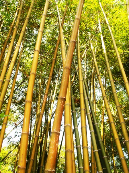 点击大图看下一张：苍翠挺拔的竹子图片
