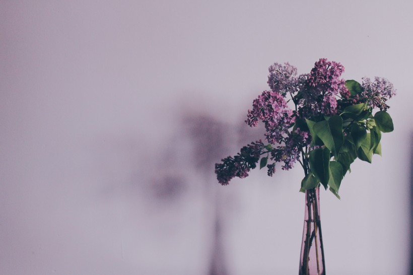 点击大图看下一张：清香四溢花朵密集的紫丁香图片
