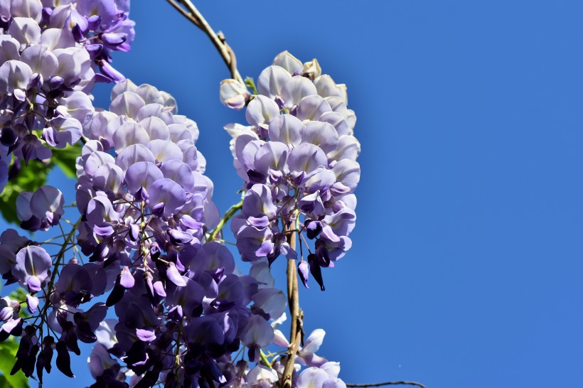 点击大图看下一张：优雅神秘的紫藤图片