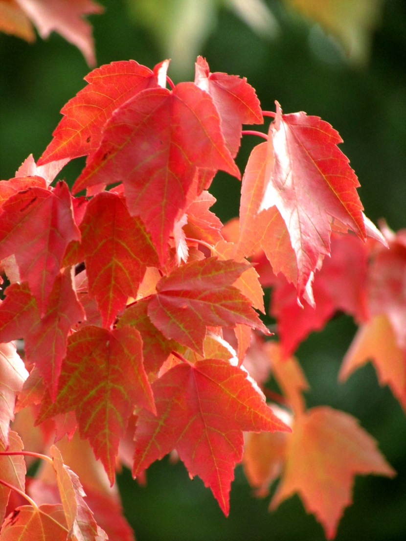 点击大图看下一张：秋天红色的枫叶图片