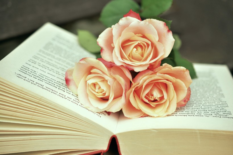 点击大图看下一张：娇艳清新的粉色玫瑰花图片