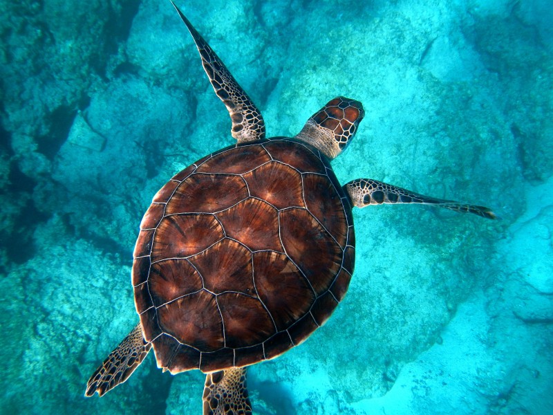点击大图看下一张：海中畅游的海龟图片