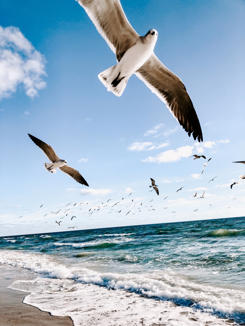 点击大图看下一张：身姿优美的海鸥图片