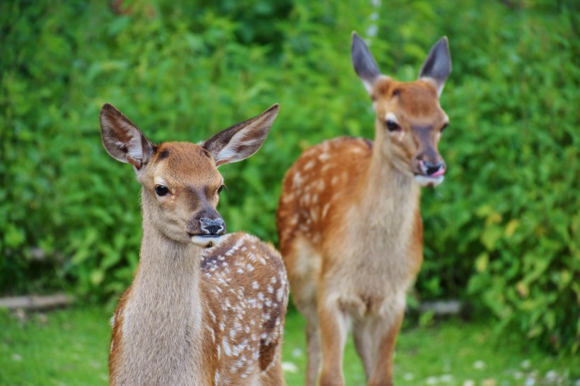点击大图看下一张：可爱健壮的红鹿图片