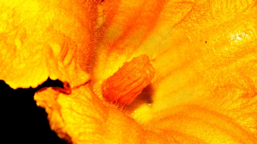 点击大图看下一张：清新大气的黄色南瓜花图片