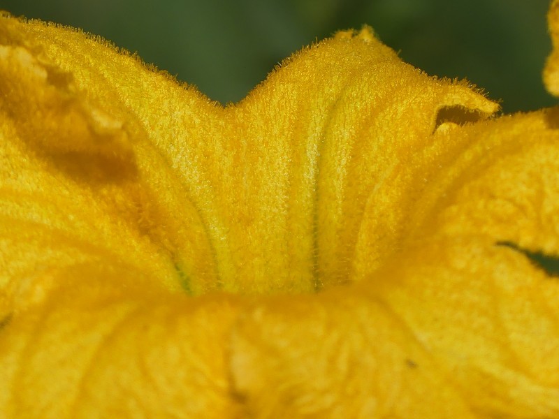 点击大图看下一张：清新大气的黄色南瓜花图片