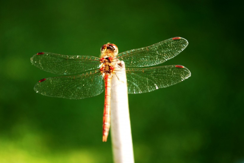 点击大图看下一张：体态优美的蜻蜓图片