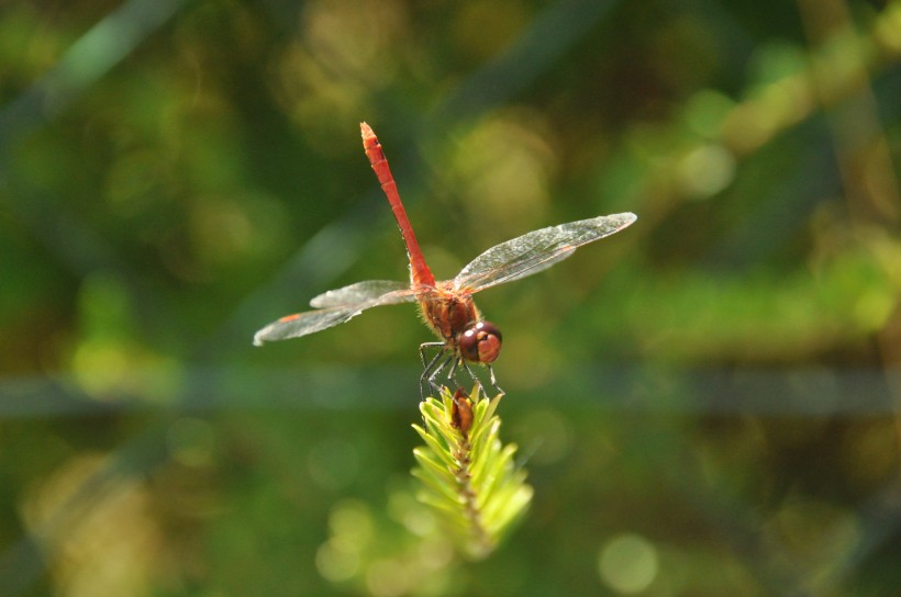 点击大图看下一张：无脊椎动物蜻蜓图片