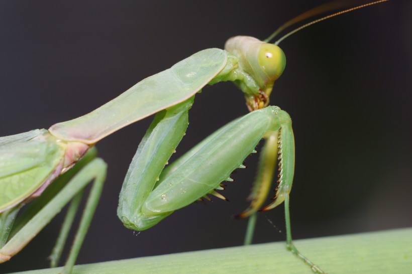点击大图看下一张：绿色威武的螳螂图片
