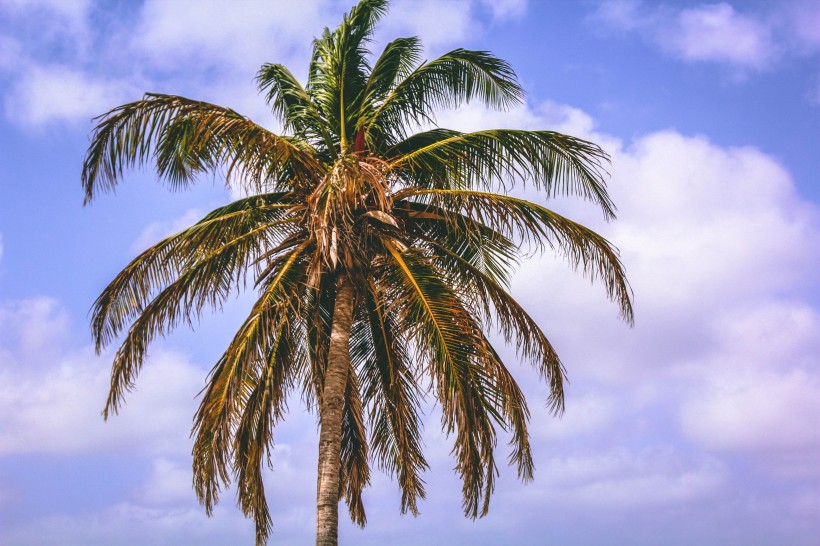 点击大图看下一张：高大的椰子树图片