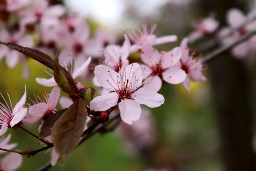 点击大图看下一张：亮丽鲜艳的樱花图片