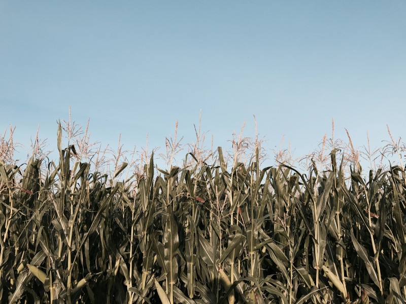 点击大图看下一张：广阔的绿色玉米田图片
