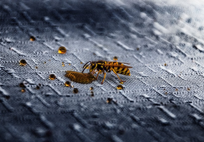 点击大图看下一张：忙忙碌碌的大黄蜂图片