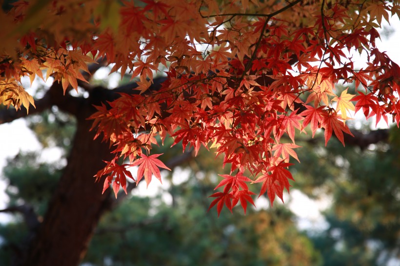 点击大图看下一张：秋季嫣红的枫叶图片