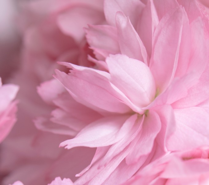 点击大图看下一张：梦幻的粉色花瓣图片