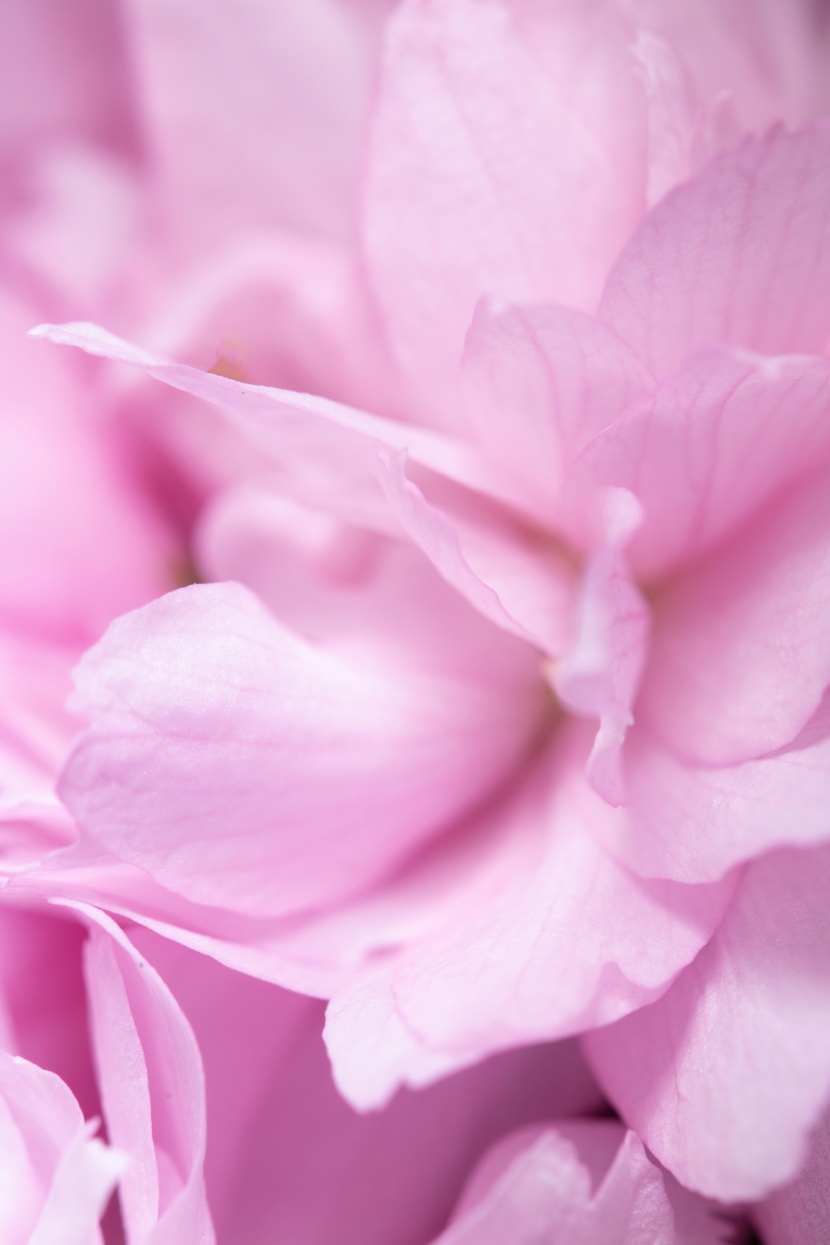 点击大图看下一张：梦幻的粉色花瓣图片