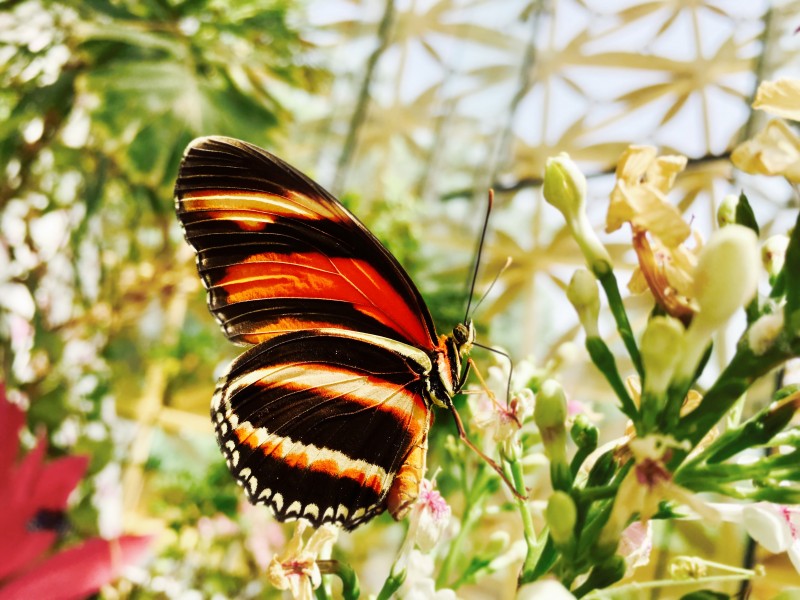 点击大图看下一张：花间飞舞的蝴蝶图片