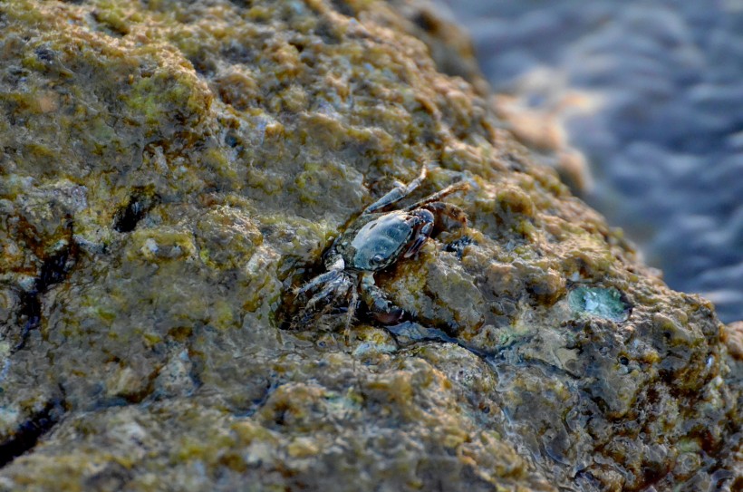 点击大图看下一张：海边的小螃蟹图片
