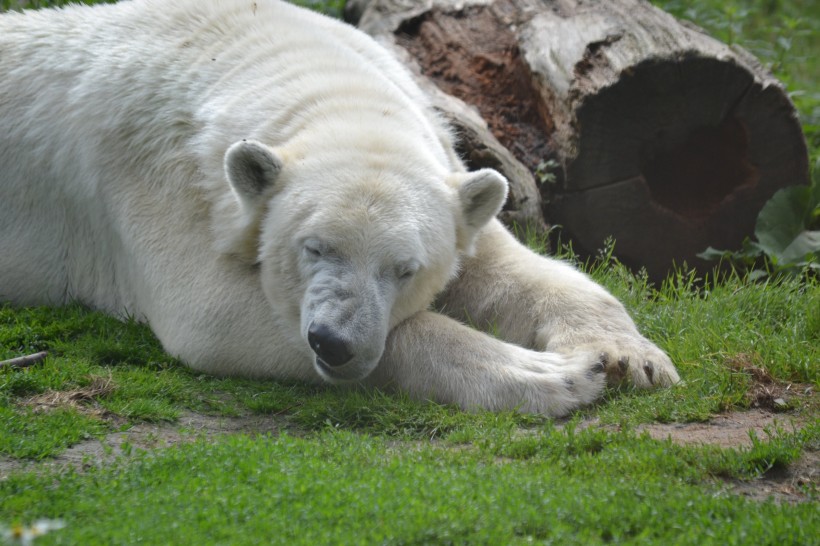 点击大图看下一张：可爱毛茸茸的白色北极熊图片