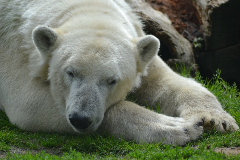 点击大图看下一张：可爱毛茸茸的白色北极熊图片
