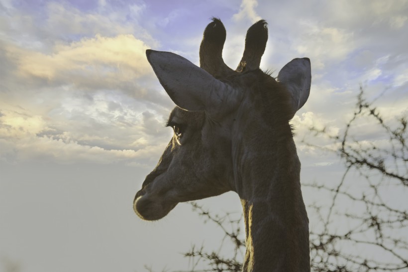 点击大图看下一张：南非草原上的长颈鹿图片