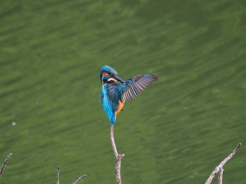 点击大图看下一张：蓝色机灵的翠鸟图片