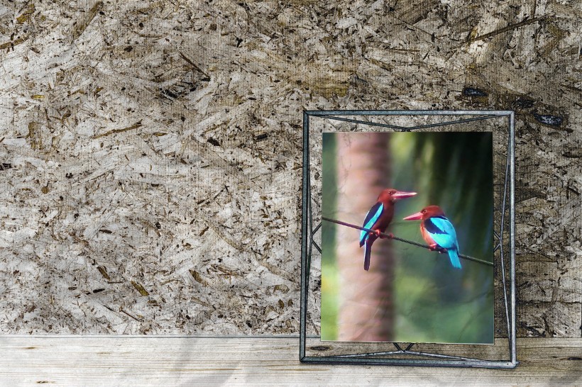 点击大图看下一张：蓝色机灵的翠鸟图片