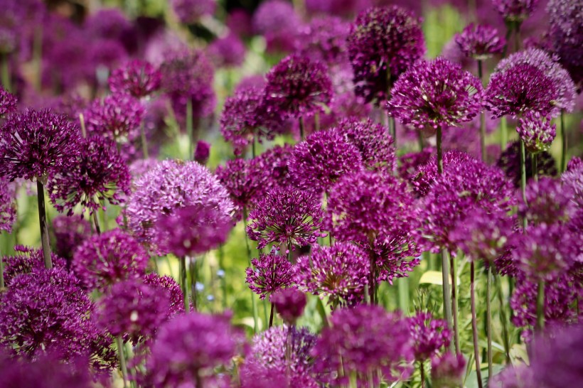 点击大图看下一张：紫色淡雅的观赏葱图片