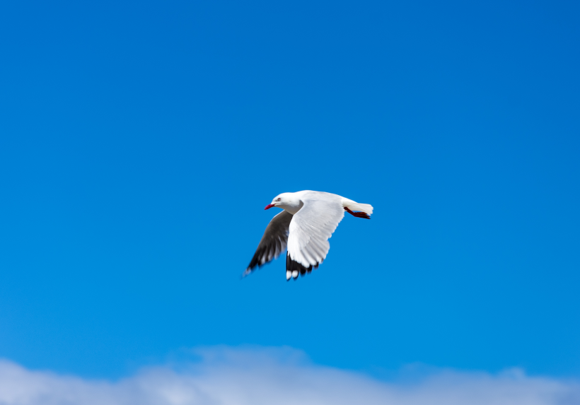 点击大图看下一张：展翅飞翔的海鸥图片