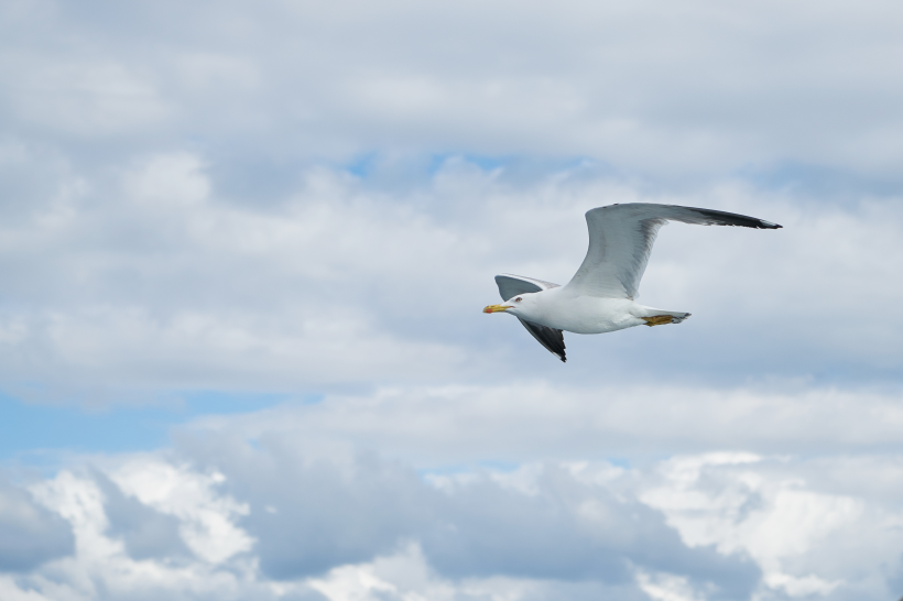 点击大图看下一张：展翅飞翔的海鸥图片