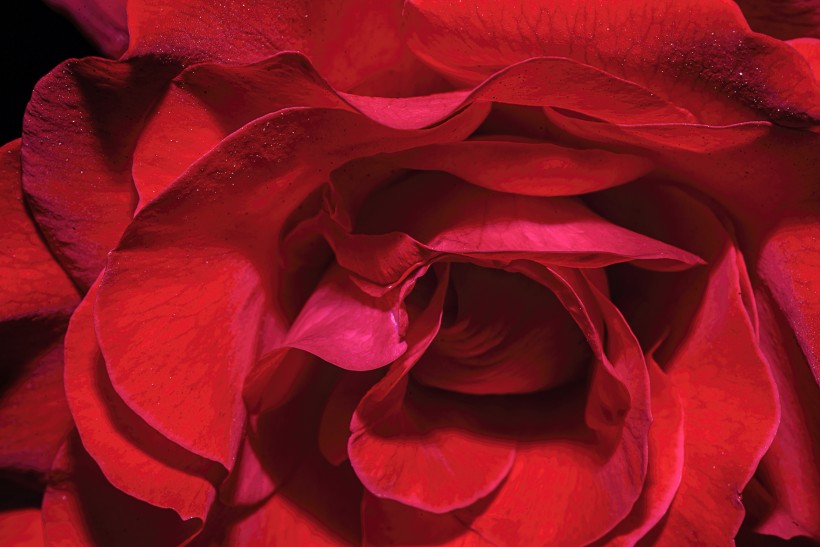 点击大图看下一张：娇艳妖娆的红玫瑰图片