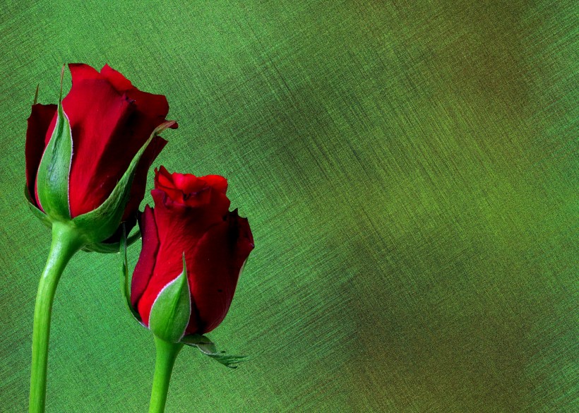 点击大图看下一张：娇艳妖娆的红玫瑰图片