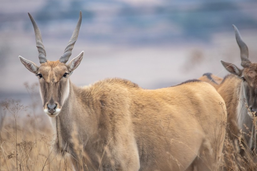 点击大图看下一张：非洲草原里的羚羊图片