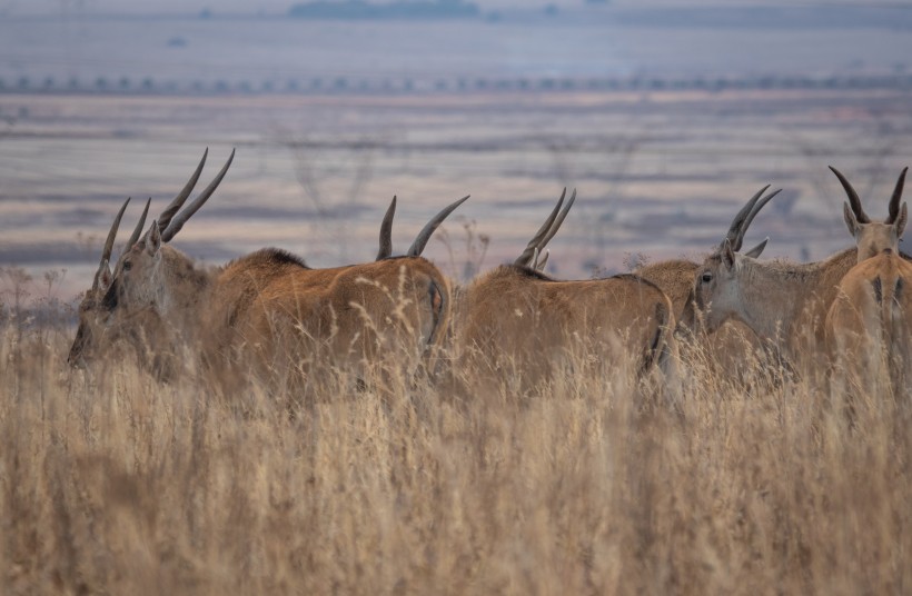点击大图看下一张：非洲草原里的羚羊图片