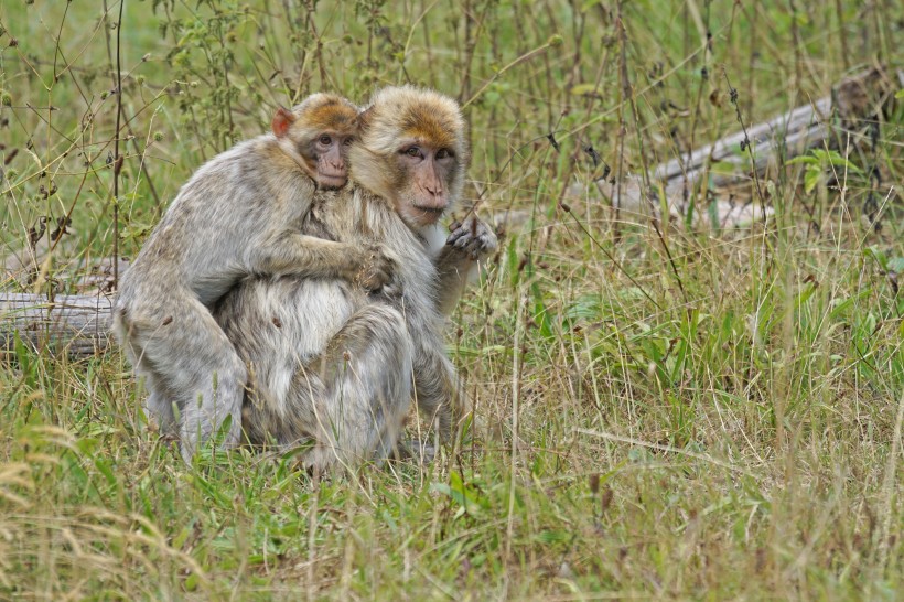 点击大图看下一张：聪明可爱的巴巴利猕猴图片