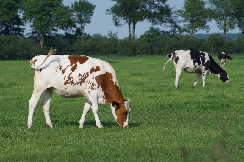 点击大图看下一张：草地上的奶牛图片